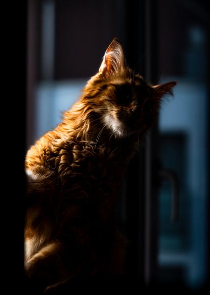 Farouche by K. Engelhardt Photography