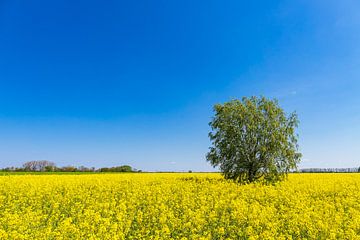 Blühendes Rapsfeld und Bäume bei Parkentin im Frühling