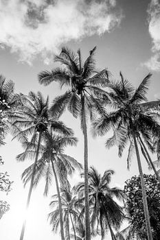 Palmen vor einem zeitlosen tropischen Himmel in Schwarz und Weiß