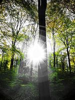 Sunlight in the forest