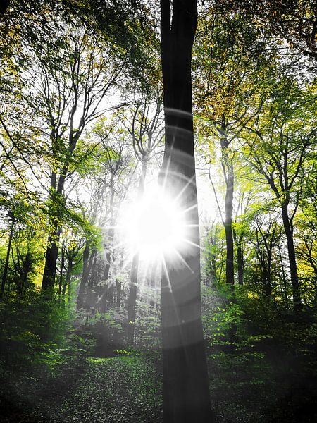 Sunlight in the forest par brava64 - Gabi Hampe