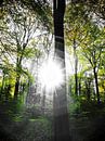 Sunlight in the forest van brava64 - Gabi Hampe thumbnail