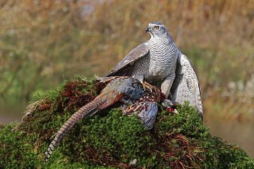 Goshawk mit Fasan von Laura Burgman