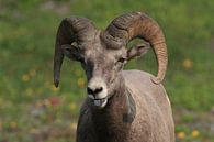 Bighorn Sheep Glacier National Park Montana USA by Frank Fichtmüller thumbnail