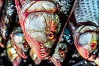 Tiger Fish