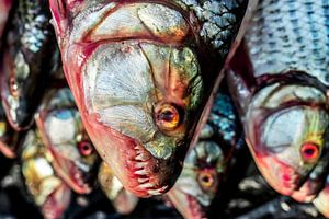 Tiger Fish by Steven Groothuismink
