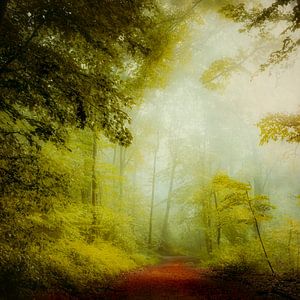 Forêt d'été dans la brume matinale