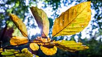 Autumn Leaves von rosstek ® Miniaturansicht