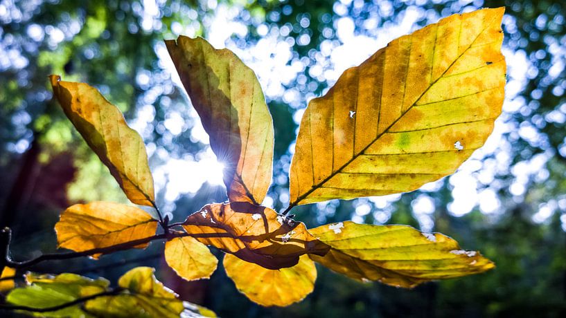 Autumn Leaves von rosstek ®