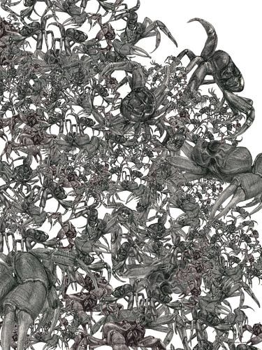 Krabben, tropischer Regenwald, Krabbenwanderung