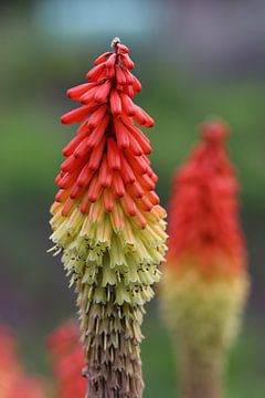 Close-up van een Kniphofia vuurpijl bloem van Kimberley van Lokven