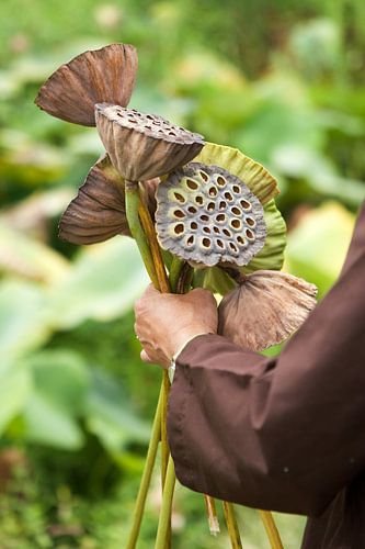 Bambuddha 1 - Lotus Hart van Tessa Jol Photography