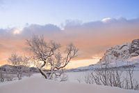 Wintertree