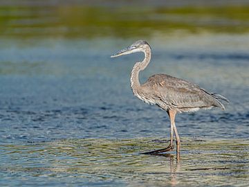 Amerikaanse blauwe reiger van Hennie Zeij