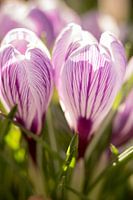 macrophoto of crocus, flower photo | fine art photo print