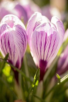 Makrofoto von Krokus, Blumenfoto | Fine Art Fotodruck