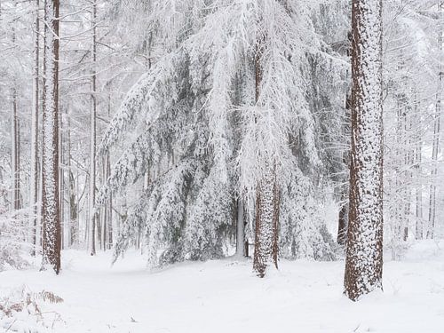 Sneew bedekt de bomen in het bos in Noord-Brabant, Nederland