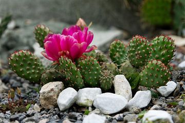 Cactus sur Patricia Piotrak