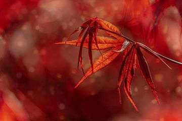 Red maple by FotoSynthese