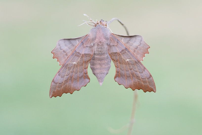 Poplar hawk-moth - Poplar hawk-moth - Laothoe populi by Rick Willemsen