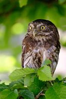 Dwerguil tussen de groene bladeren