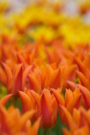 Kleurige Keukenhof  by corrie Soeteman