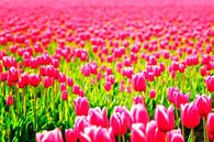 Tulipes roses en fleurs par Sjoerd van der Wal Photographie Aperçu
