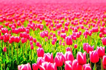 Blühende rosa Tulpen von Sjoerd van der Wal Fotografie