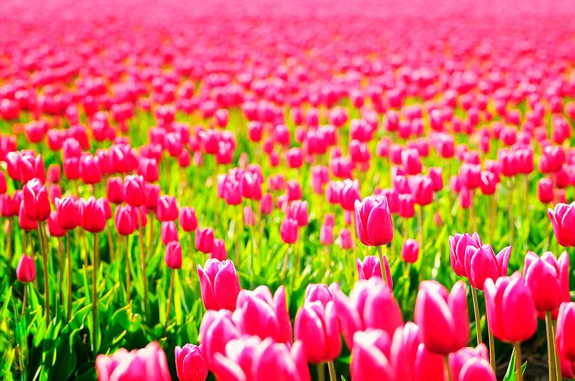 Tulipes roses en fleurs par Sjoerd van der Wal Photographie