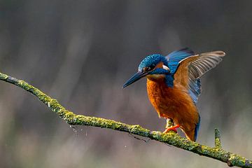 Eisvogel von Johannes Jongsma