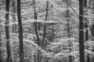 Winterlich reif