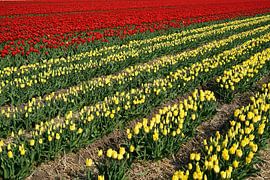 blühende Tulpen im Frühjahr von Heiko Kueverling