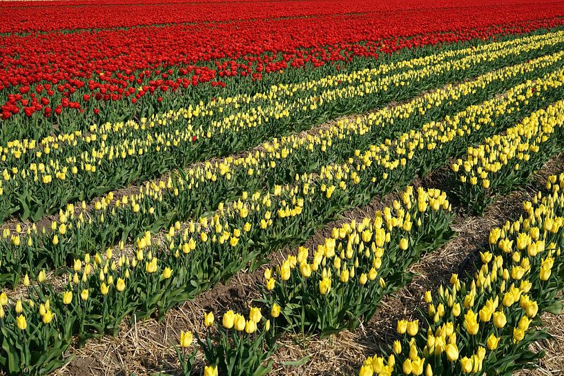 tulips in bloom in spring by Heiko Kueverling