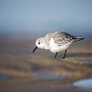Sanderling by Peter Deschepper thumbnail