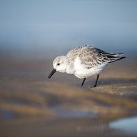 Drieteenstrandloper