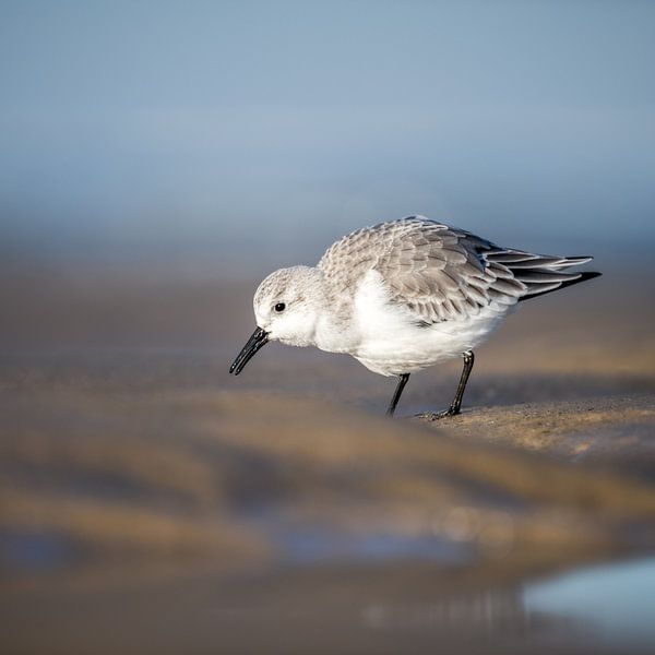 Sanderling by Peter Deschepper