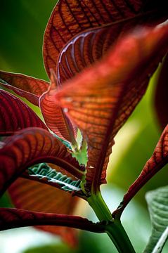 Red Leaf van Focus Studio Fotografie