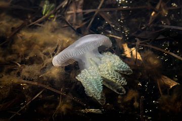 Méduses en eau peu profonde en Australie de couleur violette sur Twan Bankers