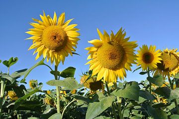 Zonnebloemen