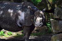 The Rhino