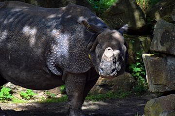 The Rhino by Winfred van den Bor