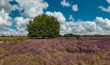 Blühende Heide, Naturreservat Goois Westerheide, Laren, Nordholland von Rene van der Meer