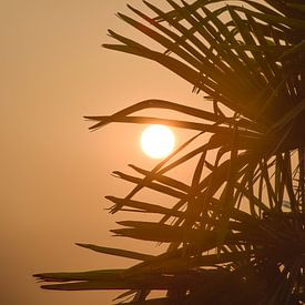 Sun in your Palm by Ingrid de Vos - Boom
