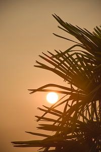 Zon in je palm