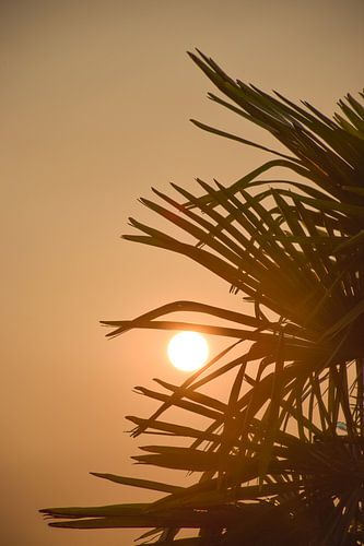 Zon in je palm