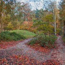 Autumn atmosphere in the Amerong forest by Jan de Jong