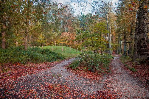 Herfstsfeer in het Amerongse Bos