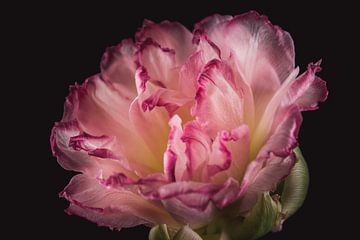Roze Tulp | Werk aan de muur bloemen van Sandra Hazes