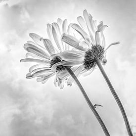 Fleur en noir et blanc sur Julienne van Kempen