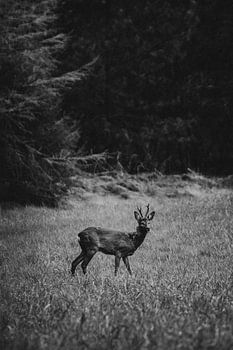 Reebok auf der Wiese